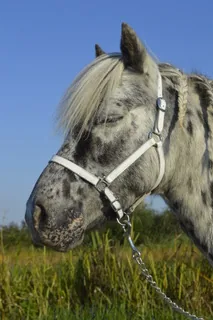 Sparrow, Lotte's pony, in the dune grass under a blue sky