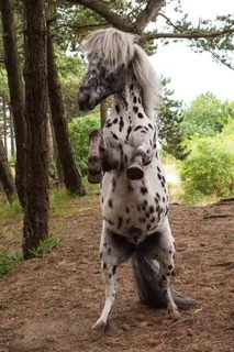 Sparrow rearing up, showing his spotted Appaloosa coat